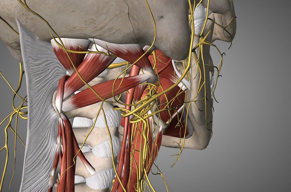 Vagus Nerve