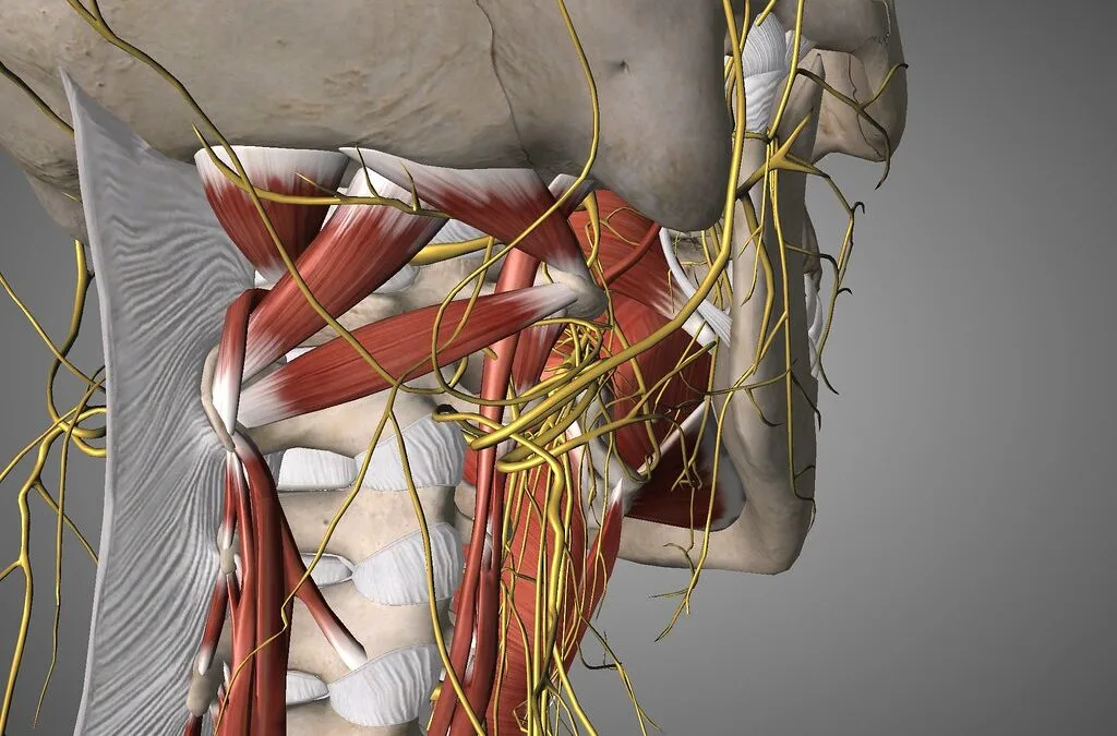 Vagus Nerve